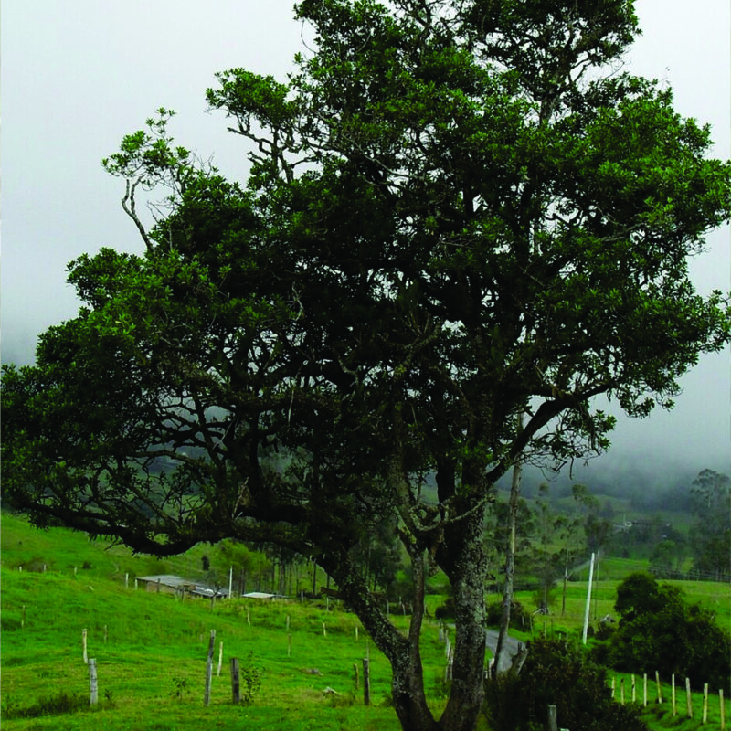 Cucharo (Myrsine guianensis / Dendropanax arboreus)