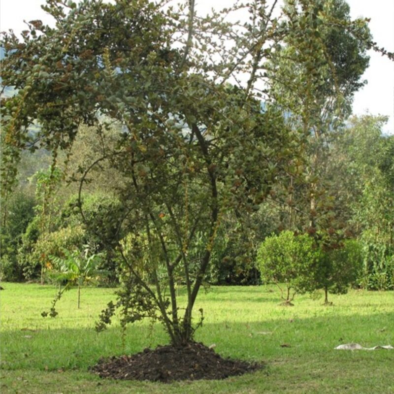 Mortiño (Hesperomeles goudotiana)