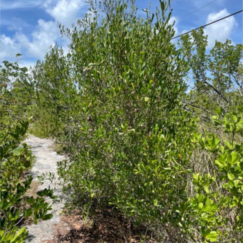 Hayuelo (Dodonaea viscosa)