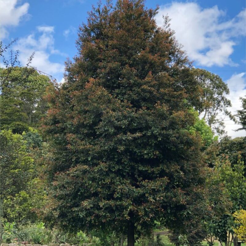 Guayacán de Manizales