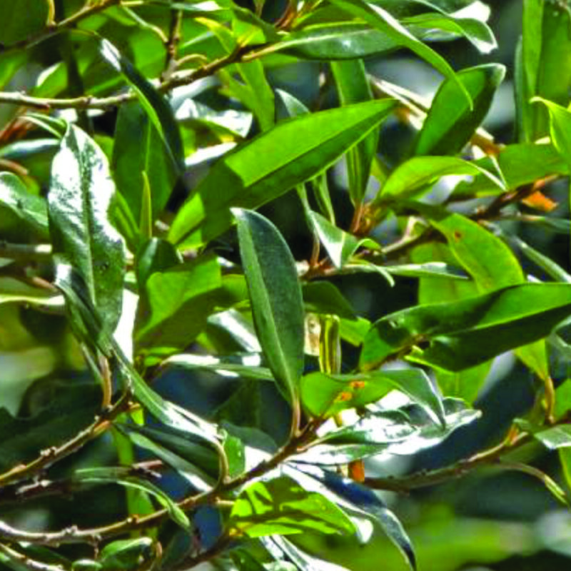 Espadero (Myrsine coriacea)